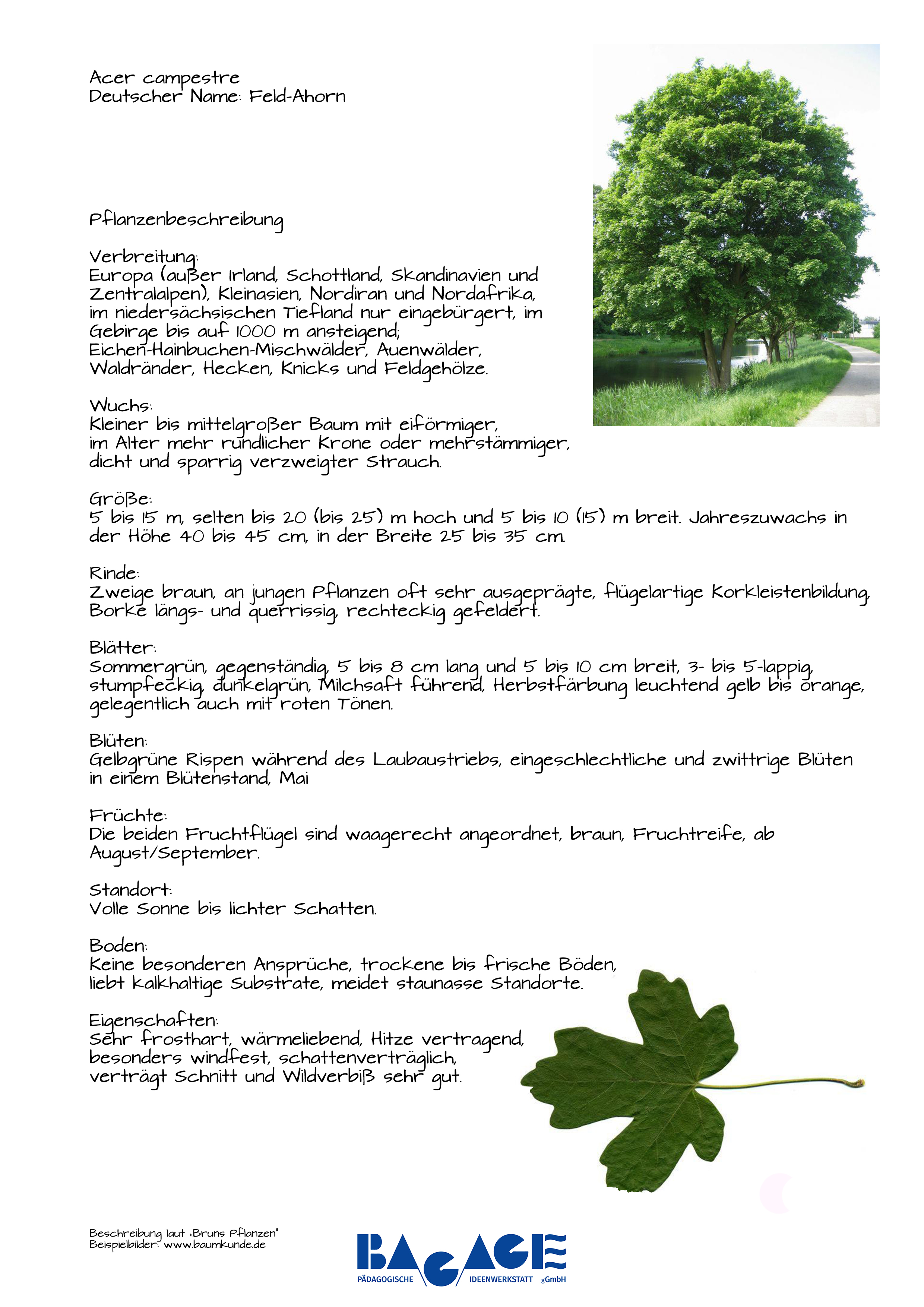 Pflanzensteckbriefe-Acer-campestre--Feld-Ahorn.jpg